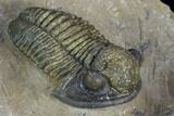 Gerastos Trilobite Fossil - Foum Zguid, Morocco #126316-3